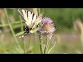 Ein Lebensraum  für Schmetterlinge: Die Wilde Karde