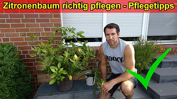 Wie oft soll ein Zitronenbaum gegossen werden?