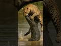 Leopard vs Crocodile | Fierce Battle for Survival in the River | Wild Animal Fight