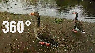 360 Video Ducks Birds Animals London 360 Degree Vr Box Google Cardboard