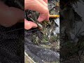 小さな用水路をガサガサしてみると…