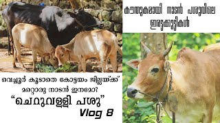 ചെറുവള്ളി പശു | cheruvally breed cow | native to kottayam | നാടൻ പശുക്കളുടെ ലോകം | NADAN PASU