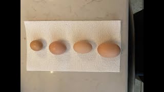 Hens First Eggs! by CENLA Backyard Chickens 62 views 8 months ago 39 seconds