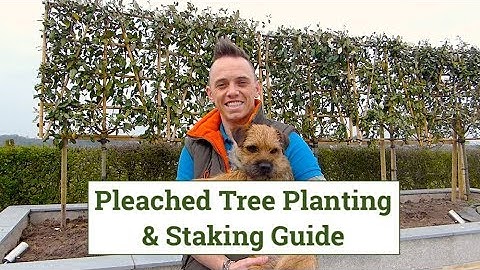 Pleached Trees Planting & Staking Guide
