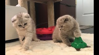 Kittens Playing by Adorable Stars Kittens 226 views 7 years ago 1 minute, 14 seconds