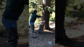 Watching Different Bobcats Sprint Up Trees Is Amazing