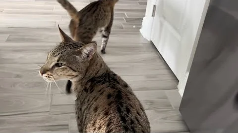 Video 1981251: f2 savannah cat, purr meow, home meow, meow happy