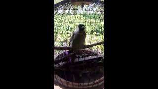 Download Lagu Suara burung kutilang termahal di indonesia😄👌😋😆 MP3 Download Lagu Suara burung kutilang termahal di indonesia😄👌😋😆 MP3