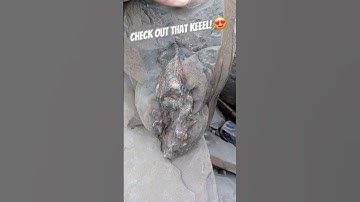 If complete this would have been a monster of an Ammonite Fossil! 🤯 #fossilhunting #fossils #shorts