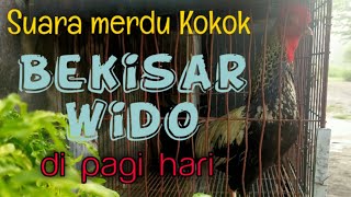 Suara Kokok Ayam BEKISAR Wido di Pagi hari - Wido's BEKISAR cock crowing sound in the morning