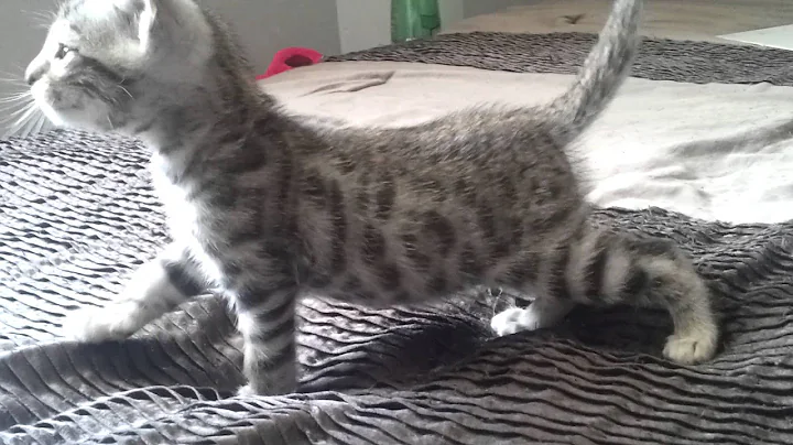 Watch the video about Chaton bengal Black silver spotted tabby 6 semaines, élevage du bout de bonheur