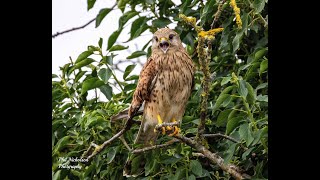 Welcome to my birds   HD 1080p