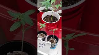 update on the clone/seedling tent come check it out cheers