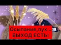 Осветлённый тростник осыпается пампасная трава летит пух сыпется камыш pampas grass очерет в декорі