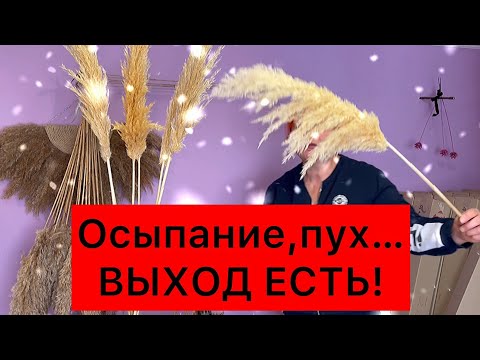 Осыпается тростник что делать пампасная трава летит пух сыпется сухоцвет как ухаживать за сухоцветом