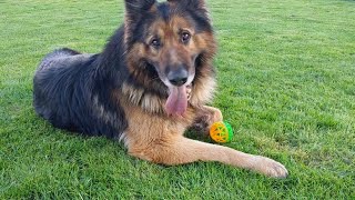 With this new ball, he can't sit in one place