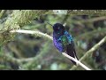 Hummingbirds of Central Colombia