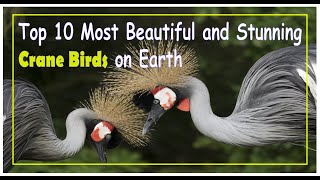 🐦 Top 10 Most Beautiful and Stunning Crane Birds on Earth