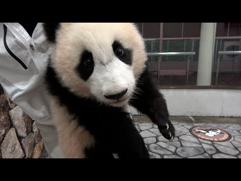 こみちゃん　アドベンチャーワールド パンダ 楓浜 ジグソーパズル 2点 hqdefault.jpg