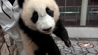 こみちゃん　アドベンチャーワールド パンダ 楓浜 ジグソーパズル 2点 mqdefault.jpg