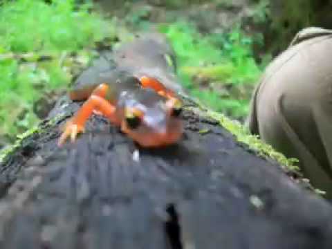 video phone beyonce mp3 some field herping pictures mostly rattlesnakes