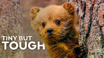 How Baby Animals Survive in the Wild | HD Nature Documentary