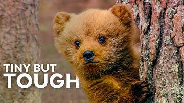 How Baby Animals Survive in the Wild | HD Nature Documentary