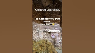 Laying eggs AT Collared Lizards NL