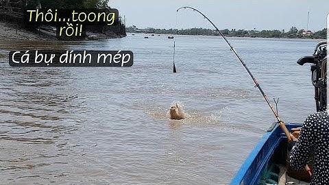 Câu cá ngát ||chút xíu nữa là mất luôn con cá bự