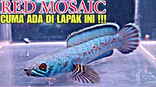 HADIR KEMBALI CHANNA EKSOTIS !!! CHANNA RED MOSAIC || UPDATE HARGA IKAN CHANNA DI JATINEGARA TERBARU