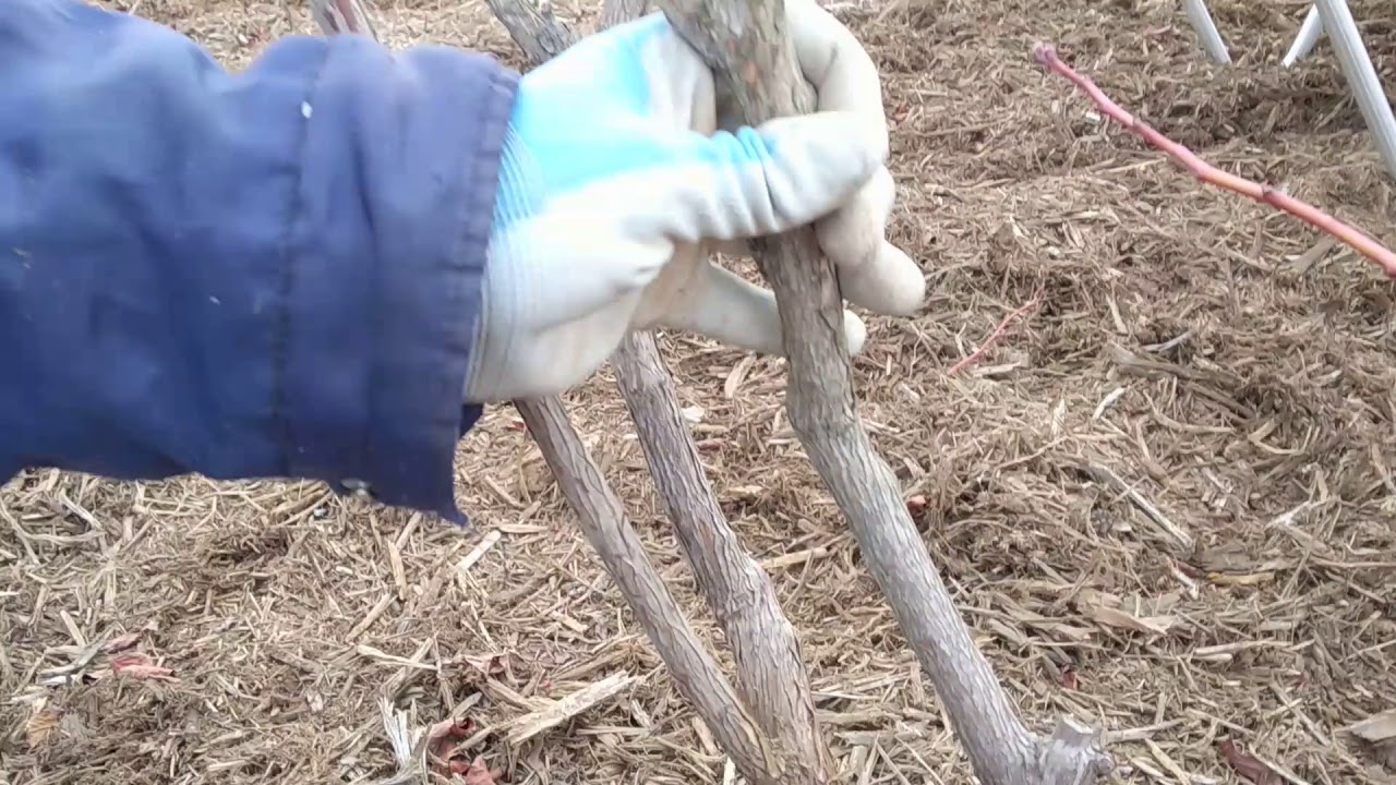 ブルーベリー園 カミキリ虫の幼虫 退治 Youtube