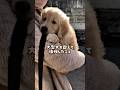 大型犬を迎えて後悔したこと #ゴールデンレトリバー #大型犬のいる生活 #大型犬と子供 #goldenretreiver