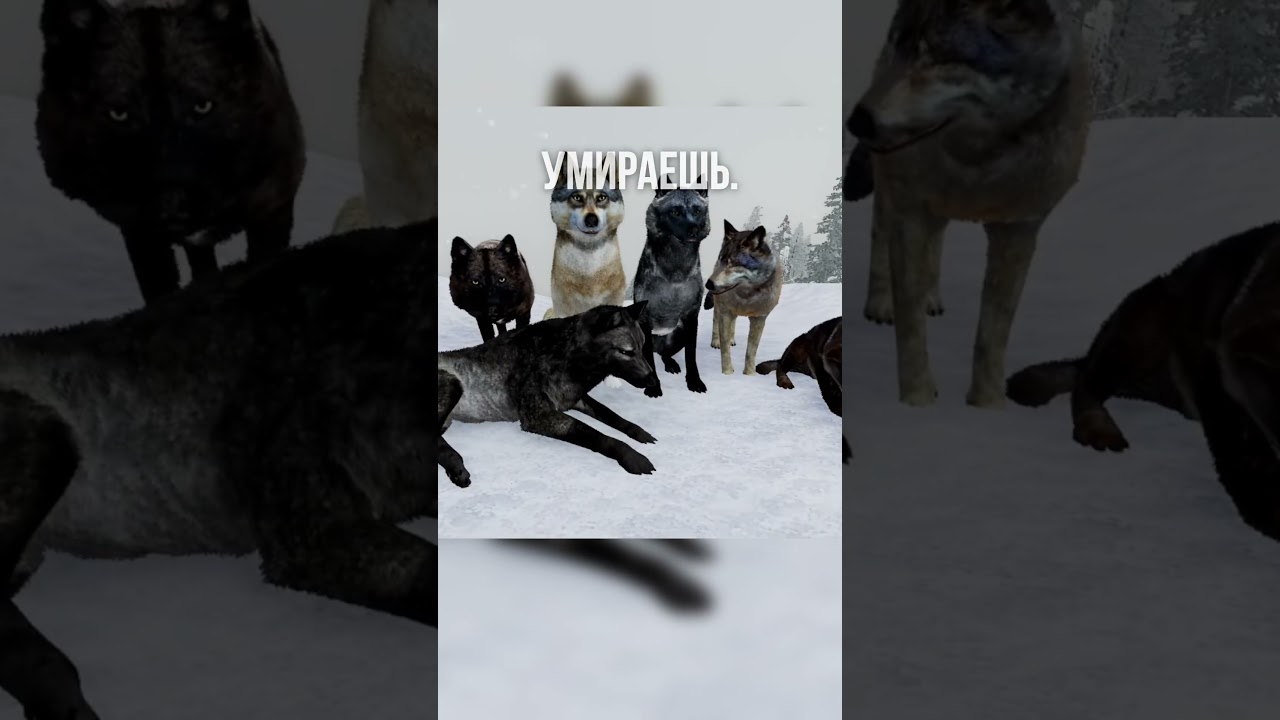 В какой игре ты живешь за РЕАЛЬНОГО ВОЛКА — от рождения до смерти?