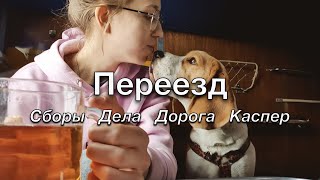 1. ПЕРЕЕЗД | Собираю вещи, лечу собаку и утопаю в делах | KURSKAYA