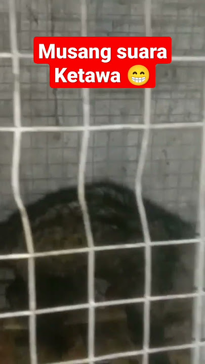 musang viral suara ketawa kuntilanak