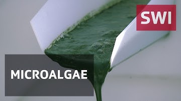 Jura farmers turn their hand to spirulina production