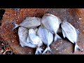 Amazing Black Pomfret Fish Cutting In Fish Market/Fish Cutting Skills