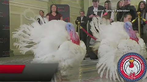 President Biden pardons turkeys for Thanksgiving holiday