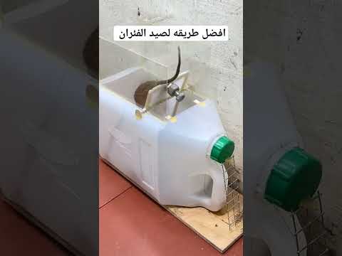 احسن طريقه لصيد الفئران وبتكلفه بسيطه جدا جدا