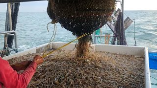 Amazing commercial shrimp fishing on the sea  Lots of shrimp are caught on the boat #02