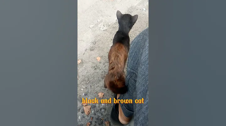 Video 7380661: cat brown black, funny brown cat, cat animal black