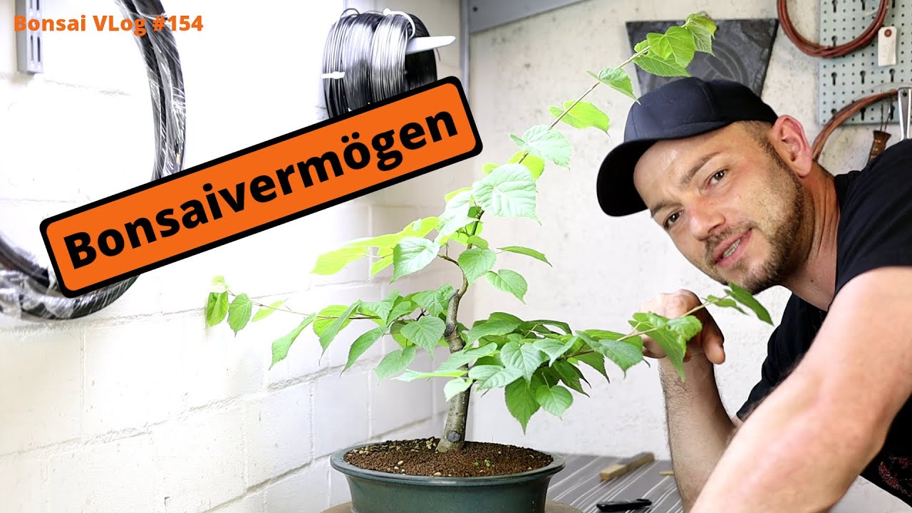 Der Lindner, meine Winter - Linde zum Bonsaiminister [Drahten] | Bonsai VLog #154