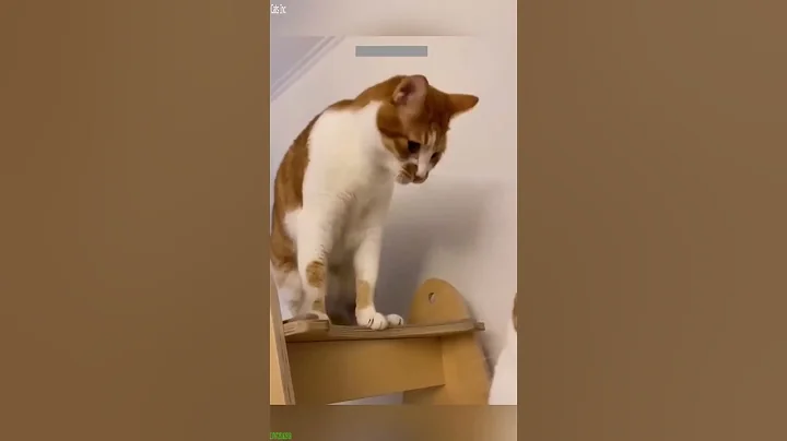 Video 11795231: kitten meowing, laugh cats dogs funny, cat funny dance dog