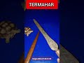 TERMAHAR tombak yang sigar jantung? #unik #kerispusakanusantara #pusaka #langka #warisanleluhur