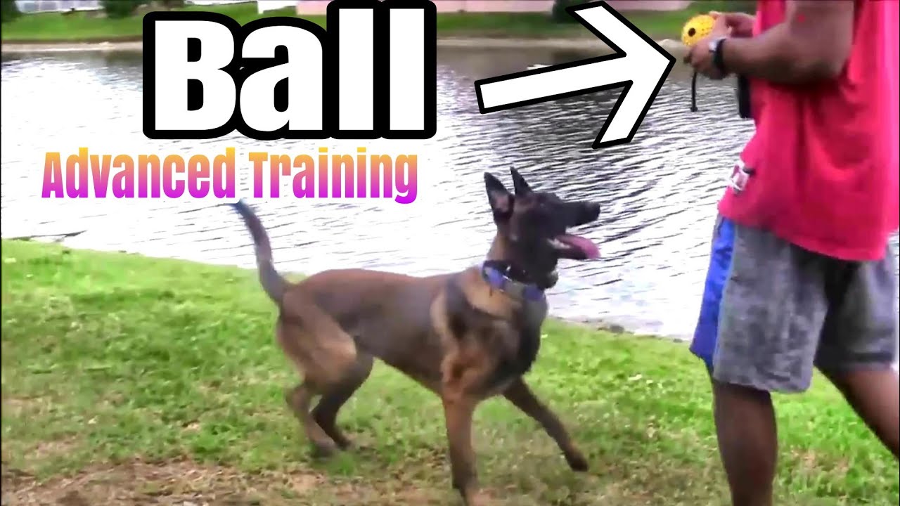 Guard Dog Criminal escort Exercise YouTube