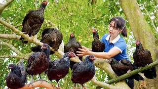 Como Capturei Muitas Galinhas-da-Rocha e Levei ao Mercado – Vida Rural de Comunidade na Montanha