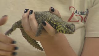 What's Wild at the Amarillo Zoo