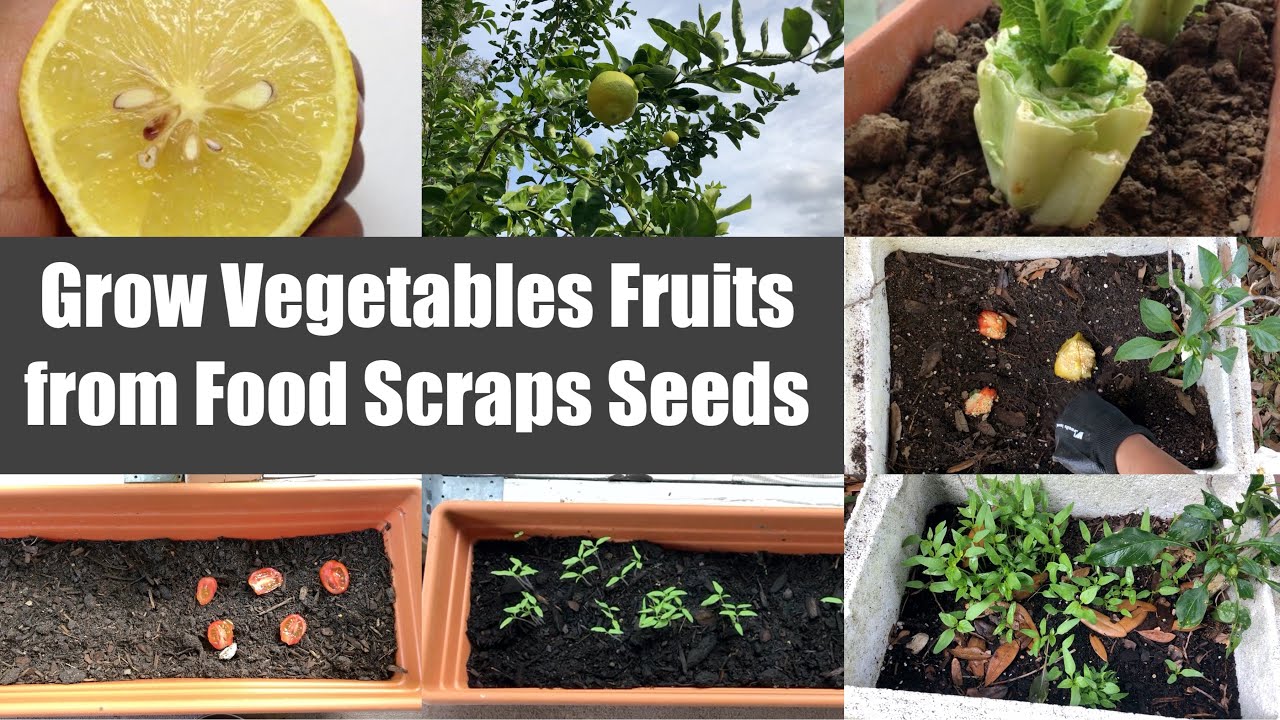 Fun Growing Vegetables Fruits from Food Scraps Seeds Video Episode | Bhavna