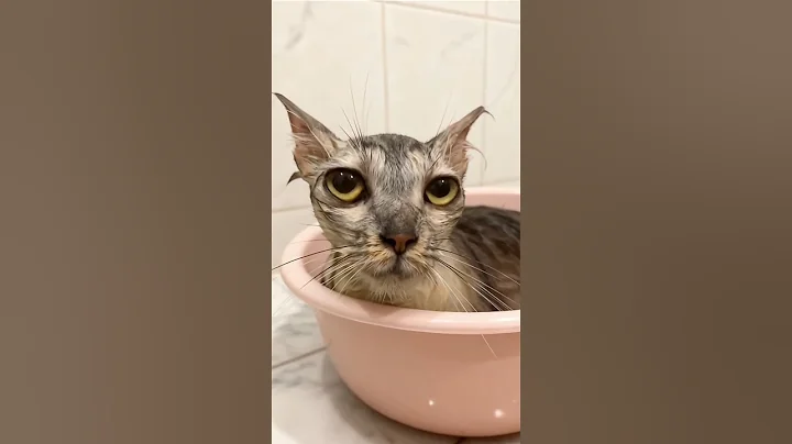 Video 11020821: mainecoons mainecoonkitten, funnykittens mainecoon, mainecoonkitten funnycat, cute cat bathing