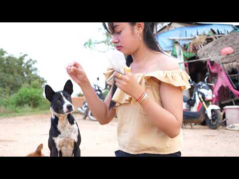 Top Smart and cute dog videos - Beautiful girl playing and give food to puppies Part 3